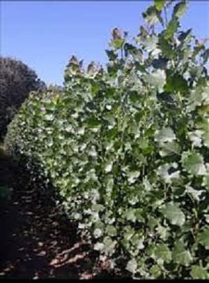 Sadnice kanadske topole