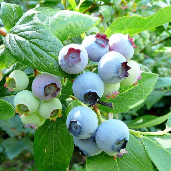 Borovnica Bluecrop