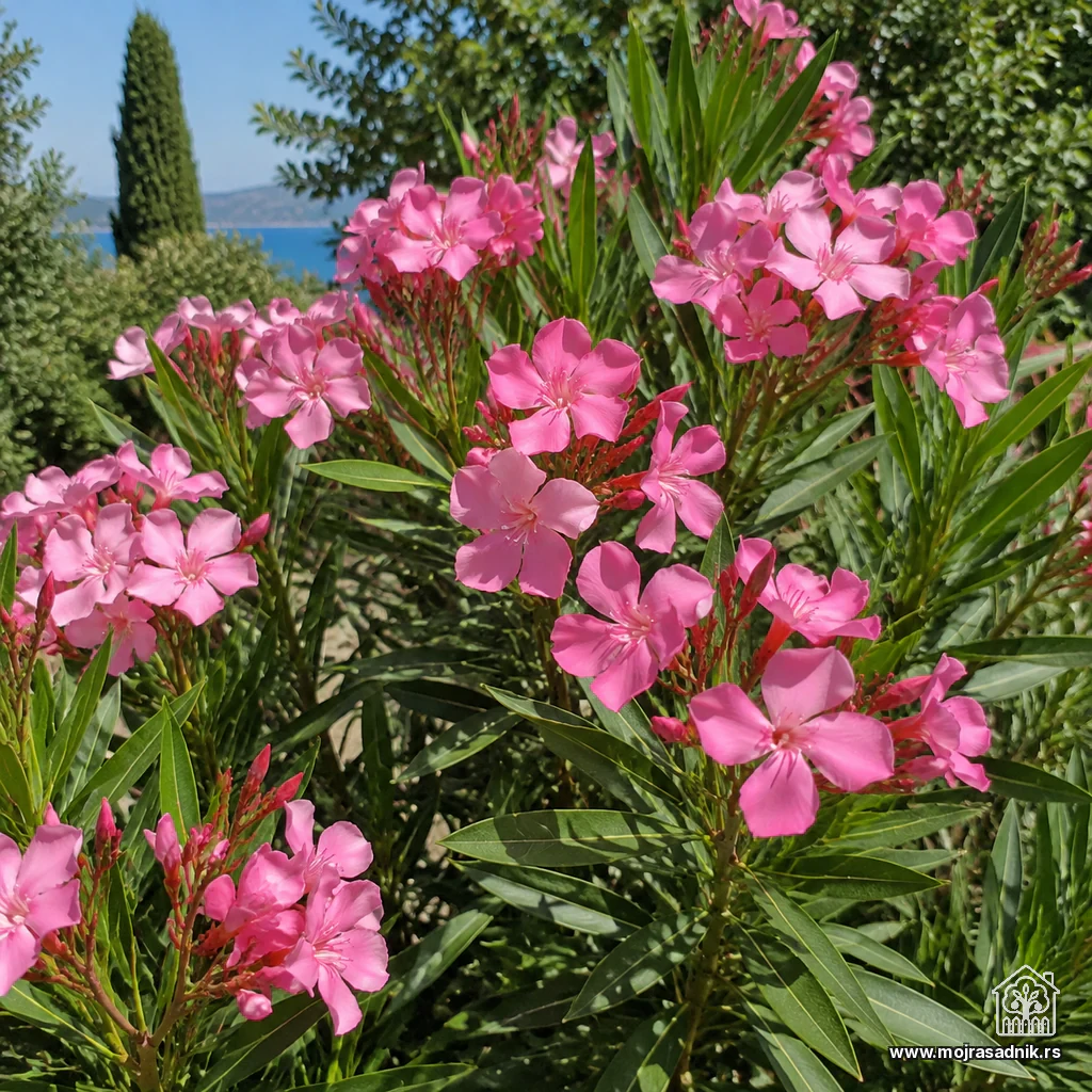 Oleander